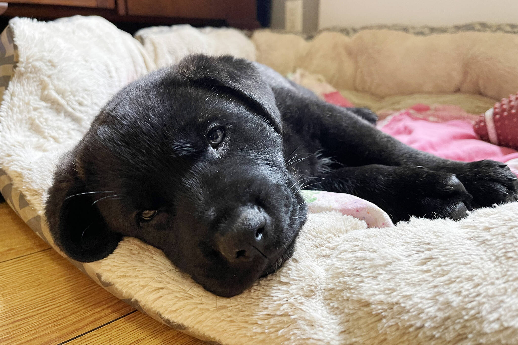Ziggy’s Rescue in Port Alberni gives refuge for dogs | Alberni.ca